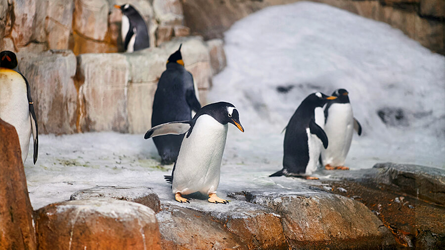 Biodôme de Montréal : tout ce qu